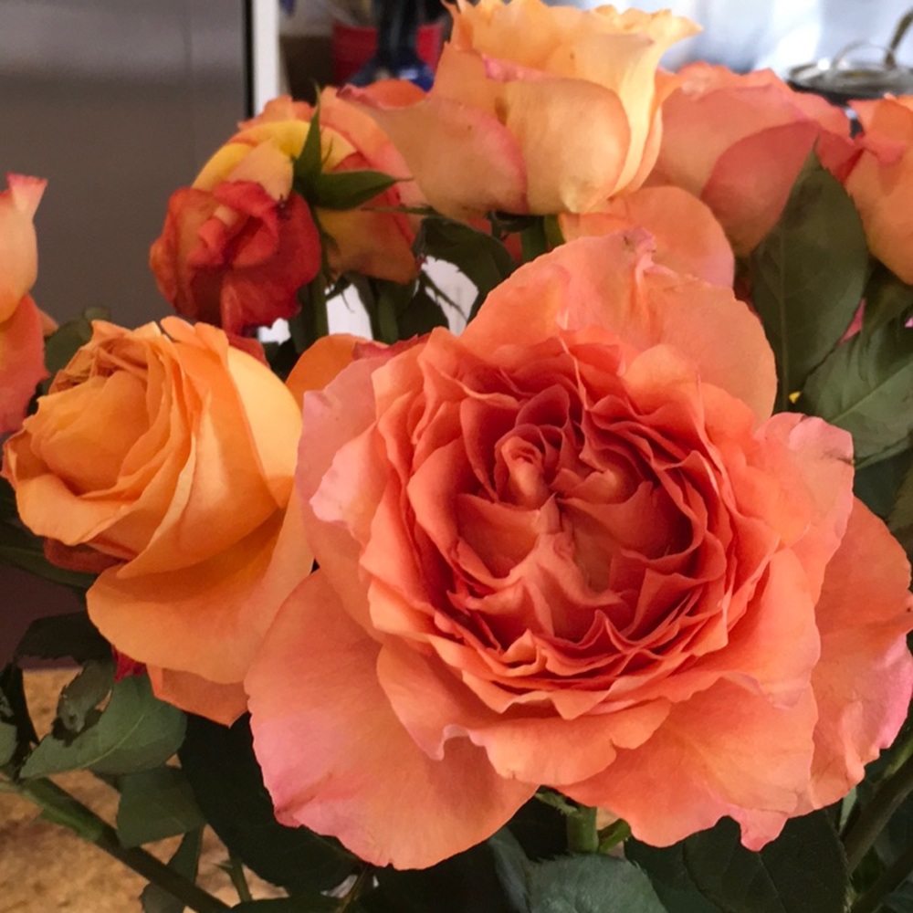 Meet your Posher Gheelin